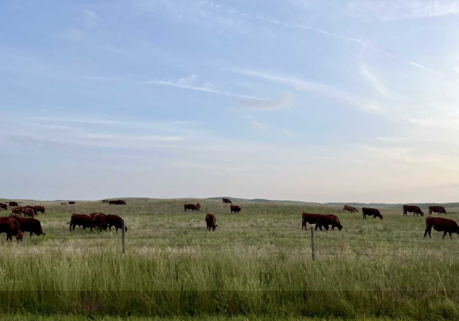 Cows on the prairie outside Ord, Nebraska.