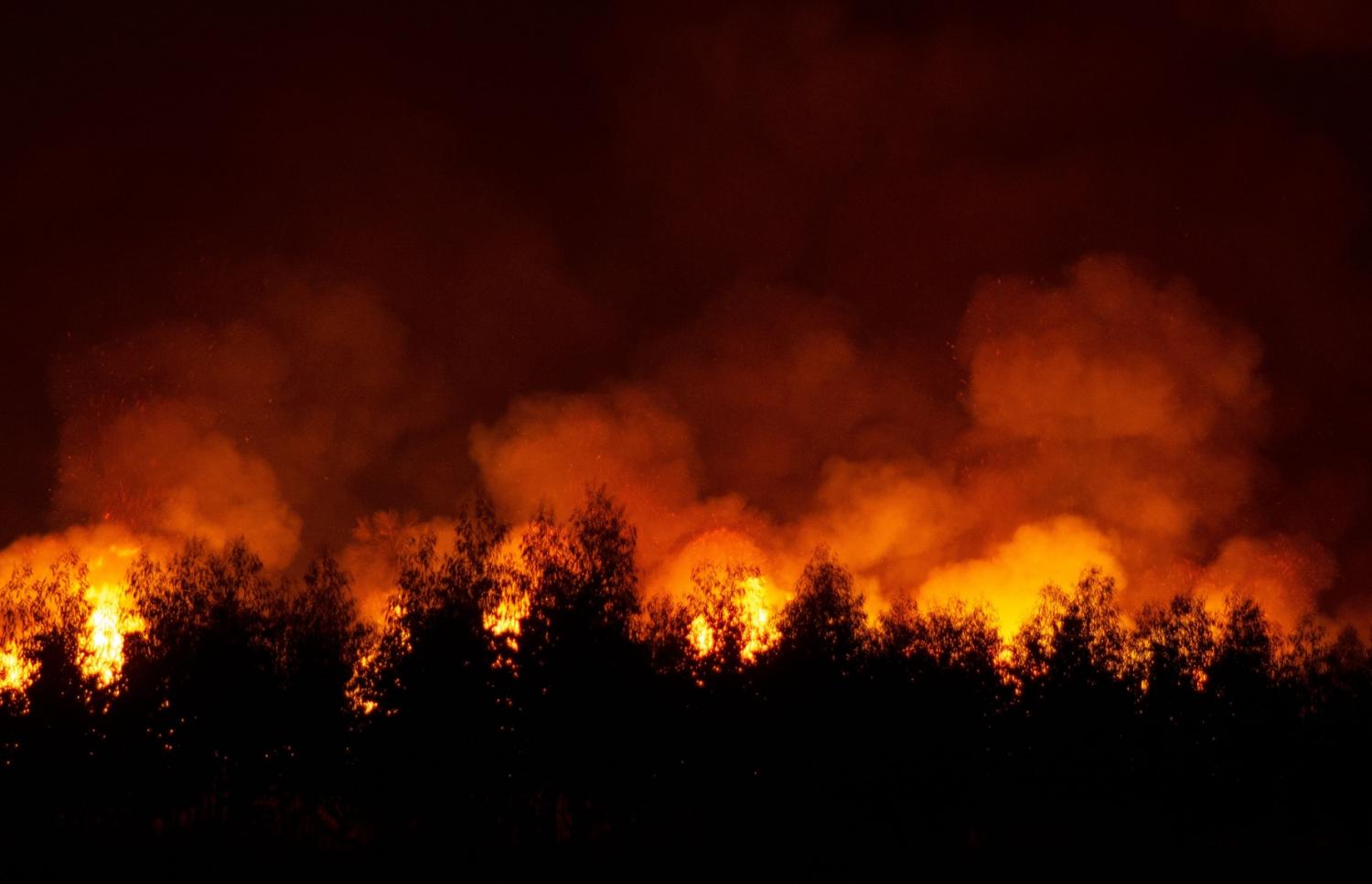 A wildfire burning trees.