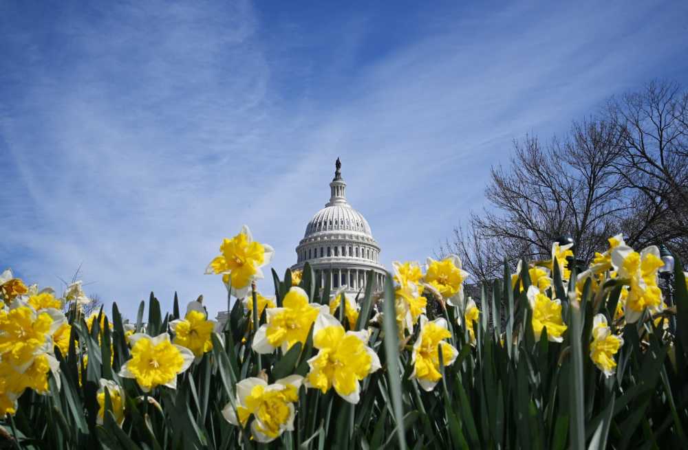Spring flowers are seen in front of the U.S. Capitol in Washington, D.C., on March 18, 2024.