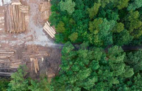 Lumber piles near edge of forest canopy