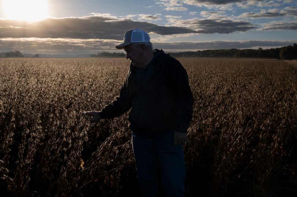 Travis Hutchison, a soybean farmer, inspects a field ready for harvesting on one of his family's farms in Cordova, Maryland, on October 10, 2025. The US soybean harvest is underway and in rural Maryland, farmer Travis Hutchison cracks open a pod to show how a field is nearly dry enough for reaping. But a decent yield is not enough to secure his income this year—with China, once the biggest buyer of US soybean exports, halting orders in a trade row triggered by President Donald Trump's aggressive tariffs. Soybean prices "are really depressed because of the trade war," Hutchison told AFP. His family tills 3,400 acres of soybeans, corn and other crops.