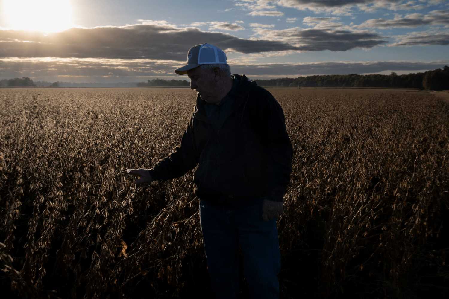 Travis Hutchison, a soybean farmer, inspects a field ready for harvesting on one of his family's farms in Cordova, Maryland, on October 10, 2025. The US soybean harvest is underway and in rural Maryland, farmer Travis Hutchison cracks open a pod to show how a field is nearly dry enough for reaping. But a decent yield is not enough to secure his income this year—with China, once the biggest buyer of US soybean exports, halting orders in a trade row triggered by President Donald Trump's aggressive tariffs. Soybean prices "are really depressed because of the trade war," Hutchison told AFP. His family tills 3,400 acres of soybeans, corn and other crops.