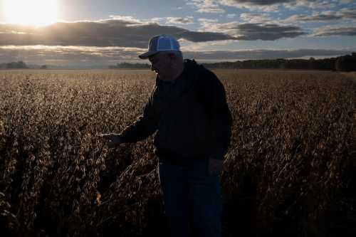 Travis Hutchison, a soybean farmer, inspects a field ready for harvesting on one of his family's farms in Cordova, Maryland, on October 10, 2025. The US soybean harvest is underway and in rural Maryland, farmer Travis Hutchison cracks open a pod to show how a field is nearly dry enough for reaping. But a decent yield is not enough to secure his income this year—with China, once the biggest buyer of US soybean exports, halting orders in a trade row triggered by President Donald Trump's aggressive tariffs. Soybean prices "are really depressed because of the trade war," Hutchison told AFP. His family tills 3,400 acres of soybeans, corn and other crops.