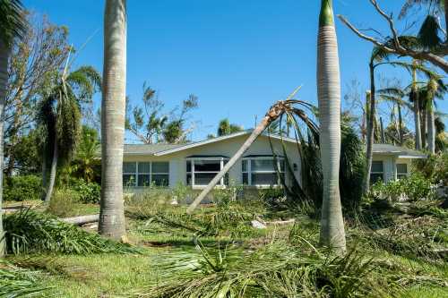 Uprooted,Palm,Tree,After,Hurricane,On,Florida,Home,Front,Yard.